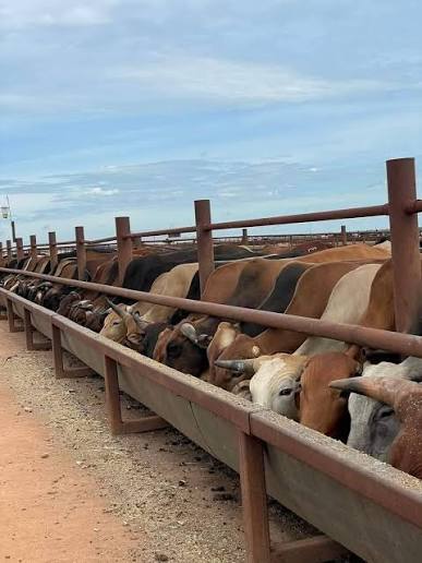 VALUE OVER BARGAIN IN LIVESTOCK BUSINESS